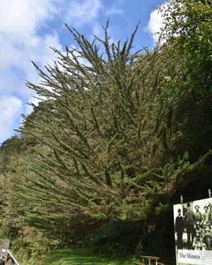 Monterey cypress