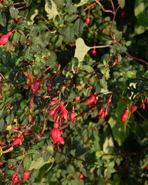 Fuschia