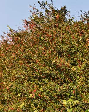 Fuschia