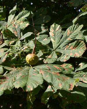 Horse chestnut