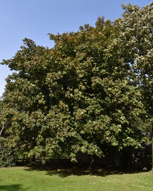 Grove House