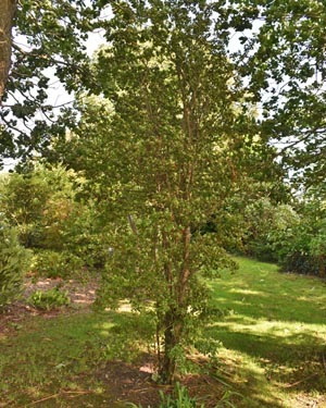 Hawthorn