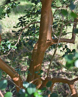 Luma apiculata