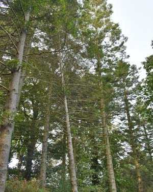Silver firs