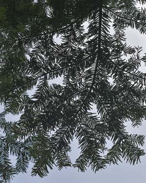 Silver fir needles