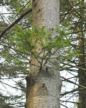 Silver fir