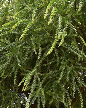 Acacia pravissima