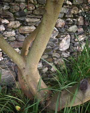 Ovens wattle