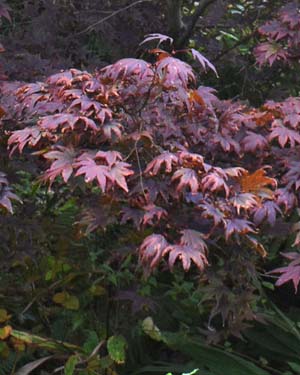 Acer palmatum