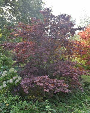 Acer palmatum