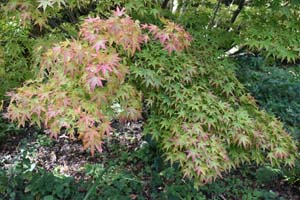 Acer palmatum