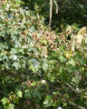 Acer pseudoplatanus