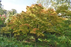 Acer palmatum