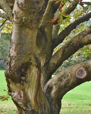 Horse chestnut