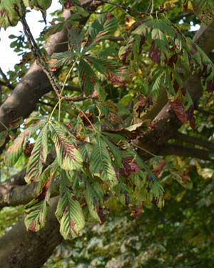 Horse chestnut
