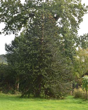 Monkey puzzle