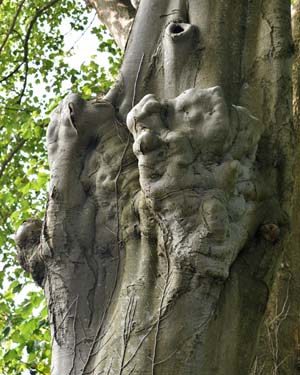 Beech burr