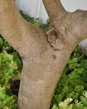 Camellia trunk
