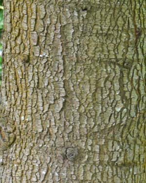 Atlas cedar