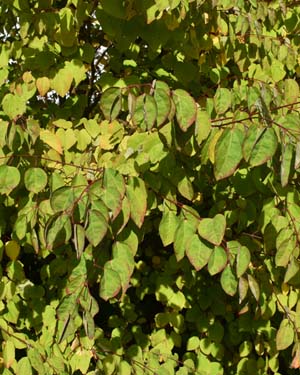 Katsura tree