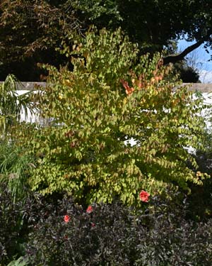 Acacia pendula?