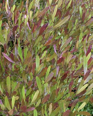 Purple hop bush