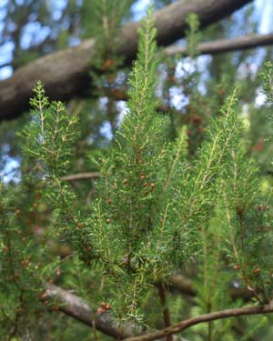 Tree heather