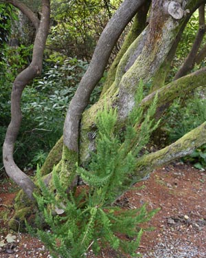 Tree heather