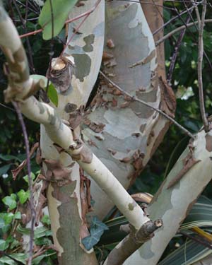 Eucalyptus