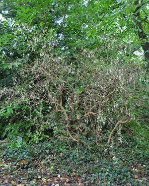 Fuschia magellanica alba