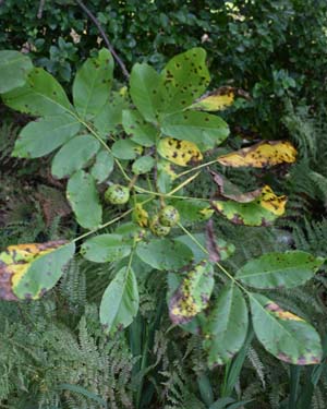 Juglans regia