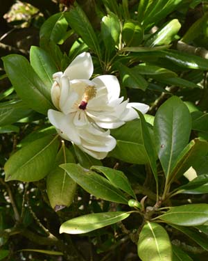 Magnolia grandiflora