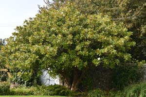 Magnolia grandiflora