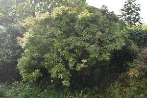 Pieris