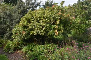 Pieris
