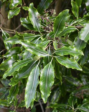 Pittosporum