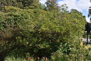 Pittosporum tobira
