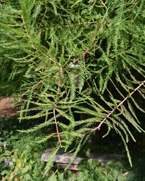 Weeping butterfly bush