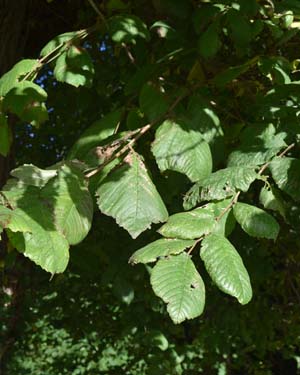 Ulmus sp.