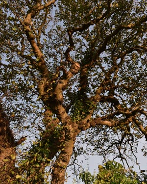 Ulmus glabra