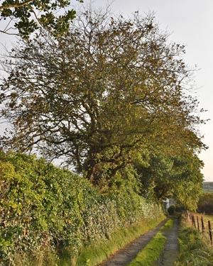 Wych elm