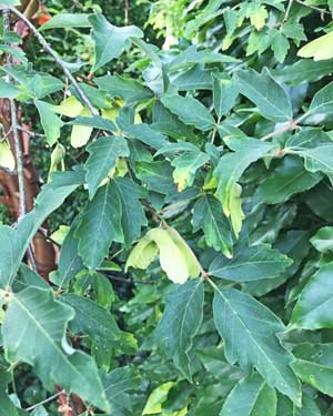 Acer griseum