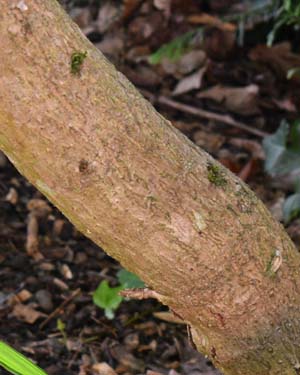 Aralia chinensis