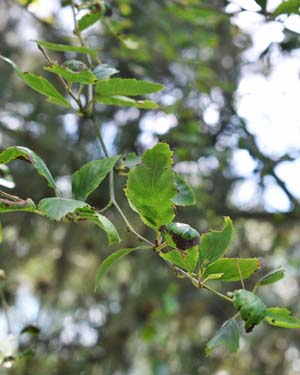 Betula nigra