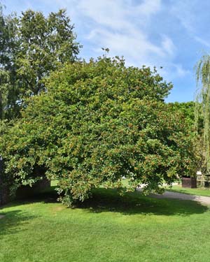 Cockspur hawthorn