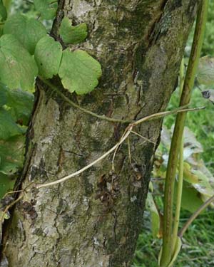 Cornus Rutgersensis