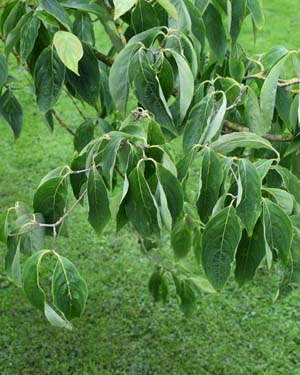 Cornus Rutgersensis