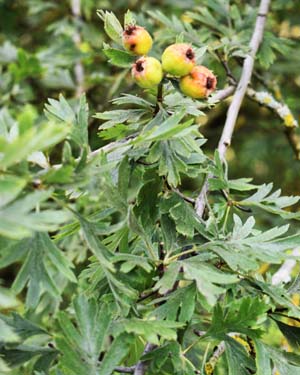 Cut-leaf hawthorn