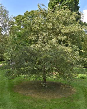 Crataegus laciniata