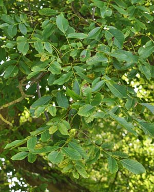 Walnut
